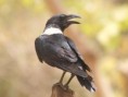 /album/photogallery/pied-crow-1-jpg/